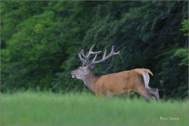 <p>JELEN LESNÍ (Cervus elaphus) Lužické hory - Líska ---- /Red deer - Rothirsch/</p>